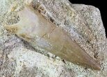 Fossil Plesiosaur (Zarafasaura) Tooth In Rock #61086-2